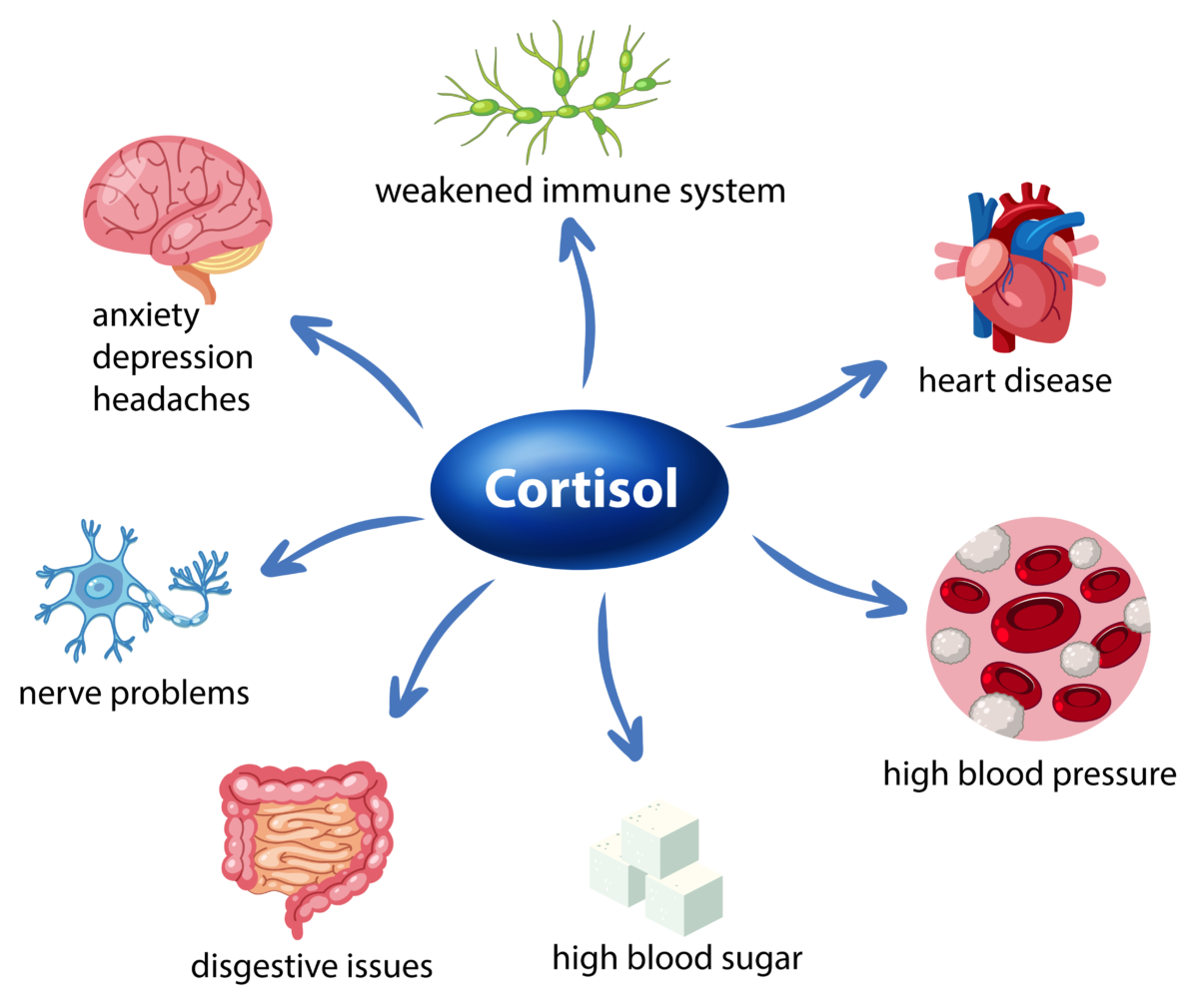 Cortisol